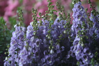 Close-up of purple flowering plants