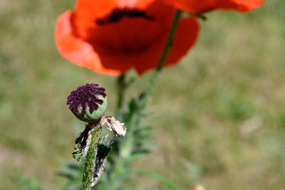 Close-up of flowering plant