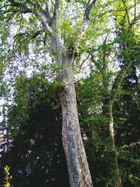 Low angle view of tree against sky