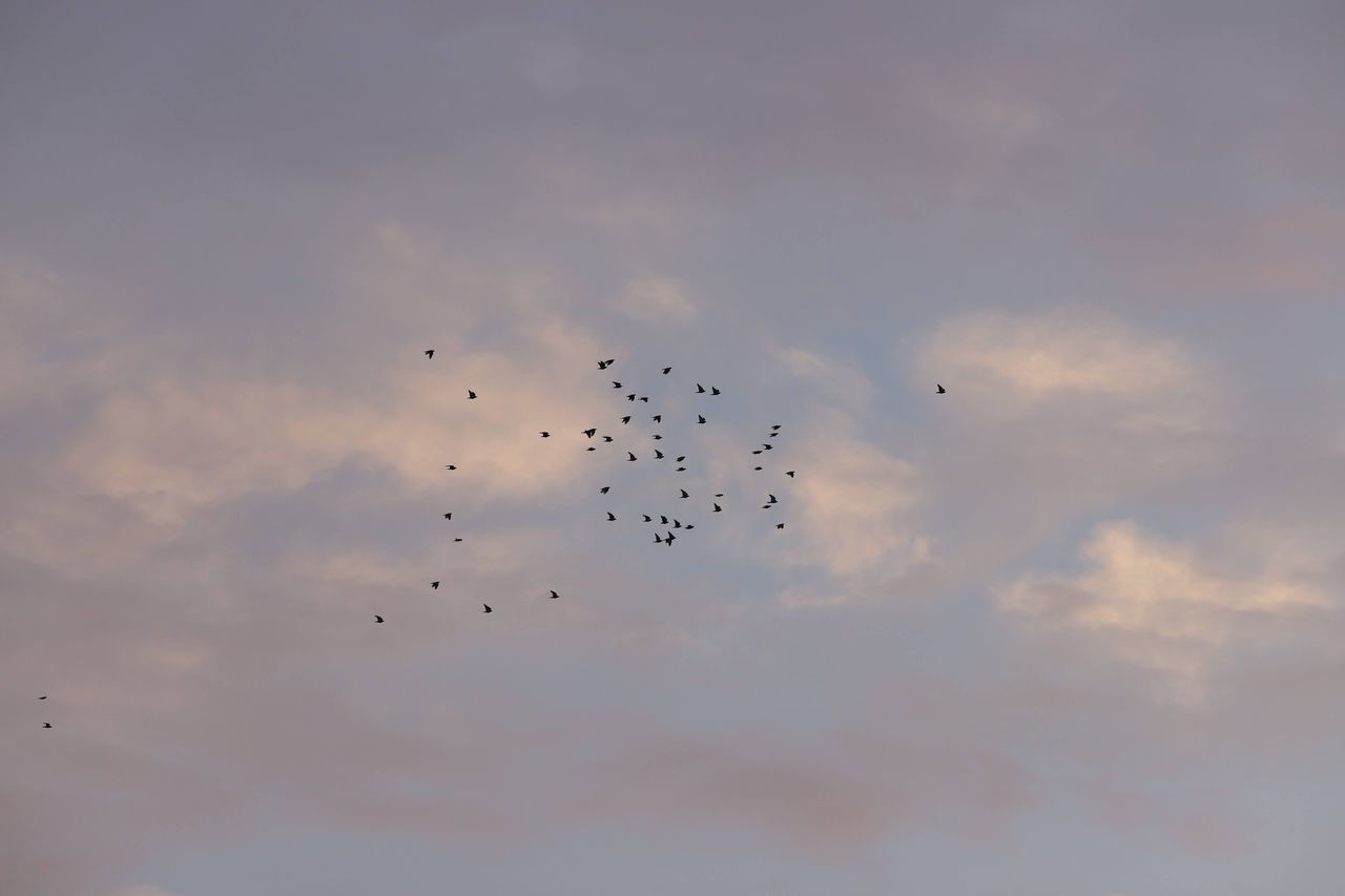 FLOCK OF BIRDS FLYING IN SKY