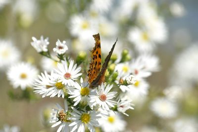 Close-up of butterfly pollinating on flower