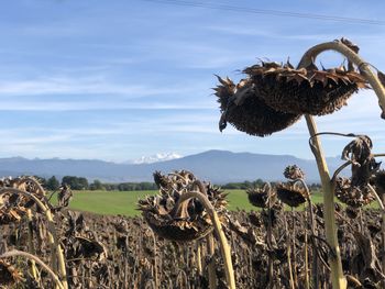 View of birds on land against sky