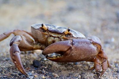 Close-up of frog on rock