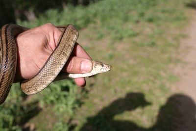 Cropped hand holding snake