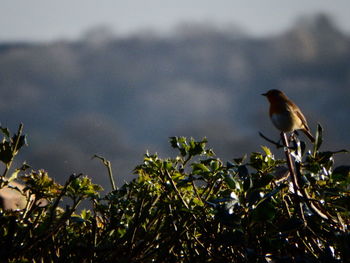 Bird perching on tree against sky