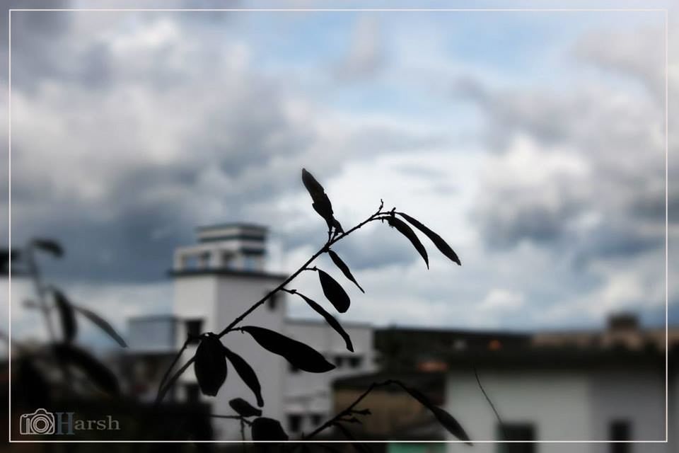 Plants and Clouds