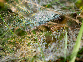 Close-up of spider on web