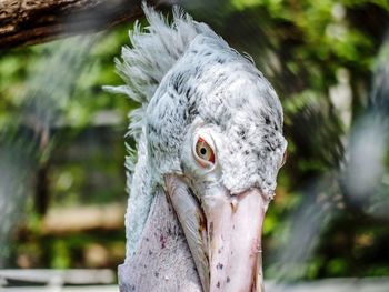 Close-up of a bird