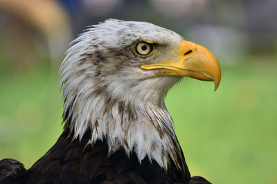 Close-up of eagle