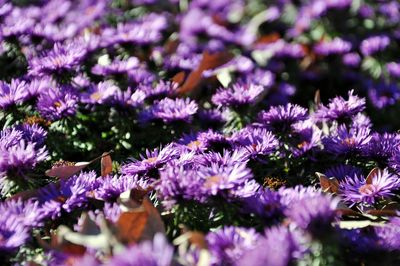 Close-up of purple flowers