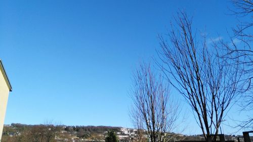 Bare trees against clear blue sky