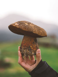 Close-up of hand holding mushroom