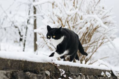 Black cat in snow