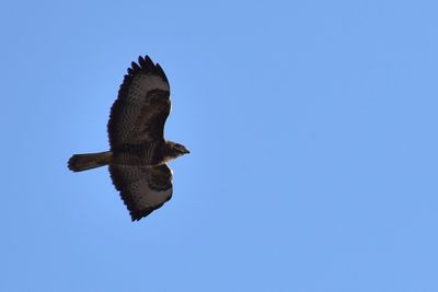 Low angle view of eagle flying against clear blue sky