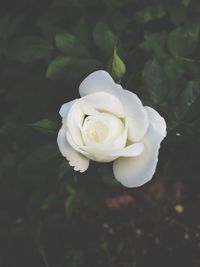 Close-up of white rose blooming outdoors