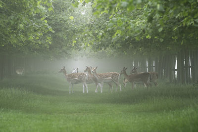 Deer in a field