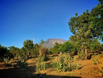 Trees on landscape against clear blue sky