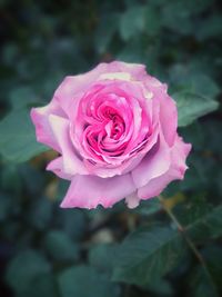 Close-up of pink rose blooming outdoors