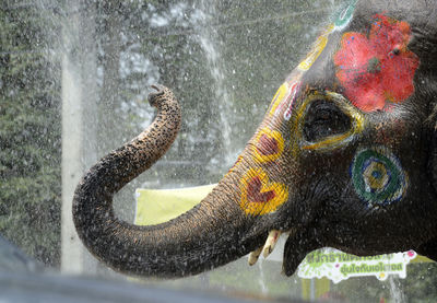 Close-up of elephant spraying water