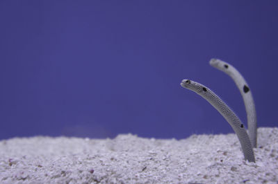 Close-up of spotted garden eels