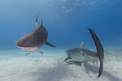 animal wildlife
