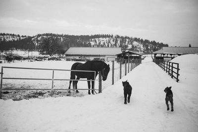 People on snow covered field against sky