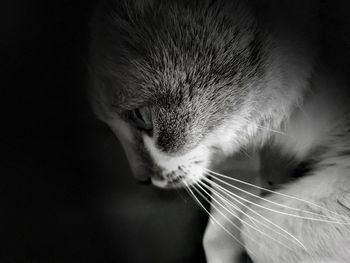 Close-up of cat against black background