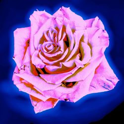 Close-up of pink rose blooming outdoors