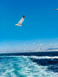 Seagull flying over sea against sky