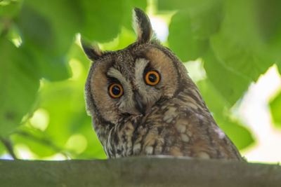 Close-up portrait of owl perching on tree