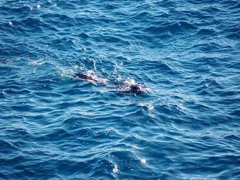 High angle view of people swimming in sea