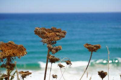 Close-up of plant against sky