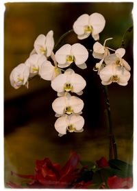 Close-up of flowers on tree