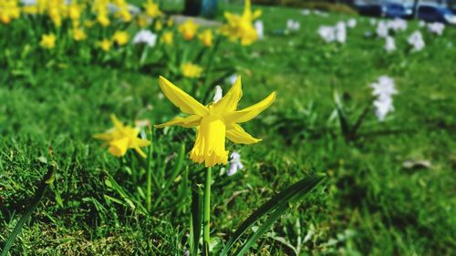 Close-up of yellow flower