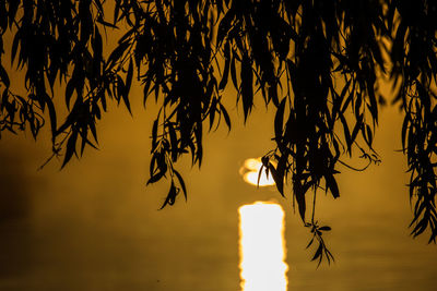 Silhouette of trees at sunset