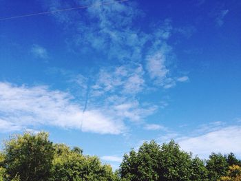 Low angle view of trees against blue sky