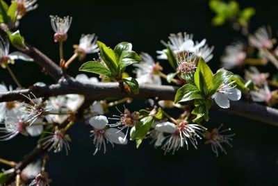 Close-up of white flowering plant