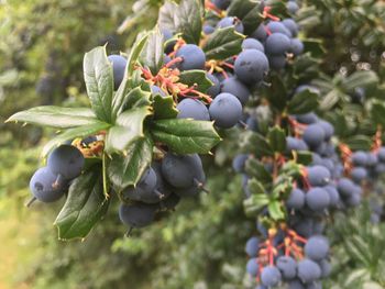 Close-up of berries growing on tree