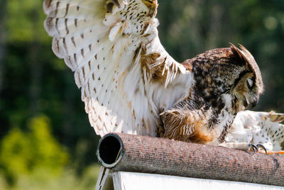 Close-up of a bird