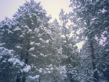 Low angle view of pine tree during winter