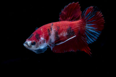 Close-up of fish swimming in sea