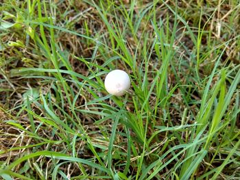 Close-up of white flowers growing on grassy field