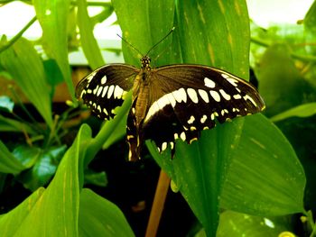 Close-up of butterfly perching on leaf