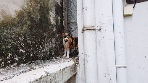 Dog standing in front of door