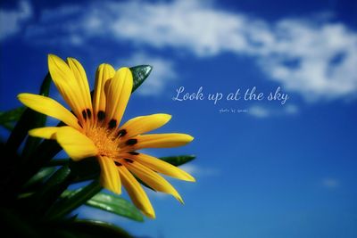 Low angle view of flowers against blue sky