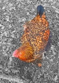 High angle view of a bird