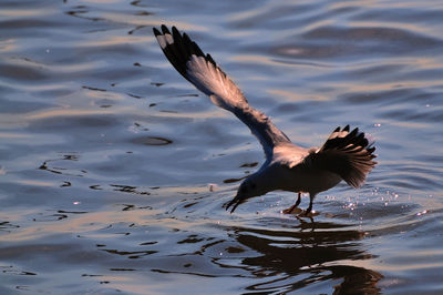 Close-up of bird flying over lake