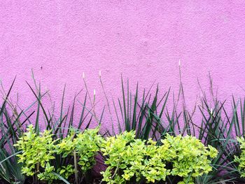 Close-up of pink flowering plants against wall