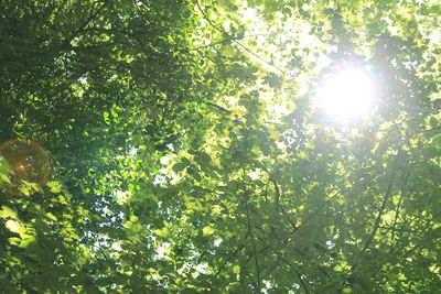 Low angle view of sunlight streaming through tree