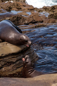 Arguing california sea lion zalophus californianus shouting on the rocks of la jolla cove 